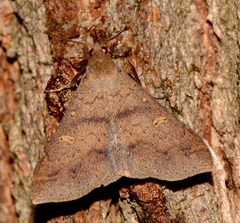 Renia discoloralis