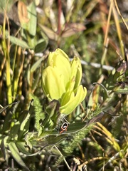 Lygaeus kalmii kalmii