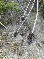 Dipsacus sativus