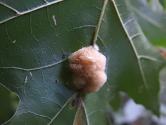 Callirhytis infuscata
