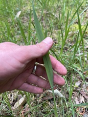 Watsonia meriana