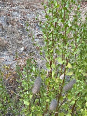 Baccharis pilularis