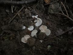 Entoloma byssisedum