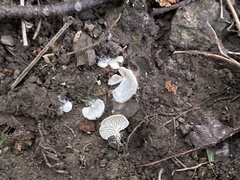 Entoloma byssisedum