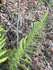 Dryopteris arguta