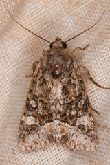 Lacinipolia
