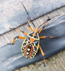 Pachylis nervosus