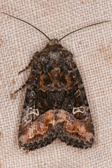 Lacinipolia