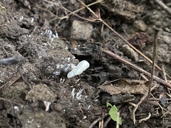 Entoloma byssisedum