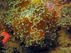 Fimbriaphyllia ancora