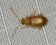 Systena marginalis