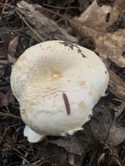 Lactarius pubescens