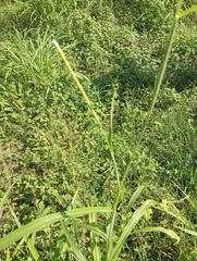 Rottboellia cochinchinensis