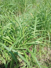 Rottboellia cochinchinensis
