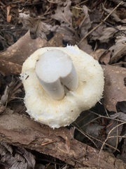 Lactarius pubescens