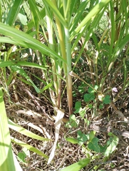 Rottboellia cochinchinensis