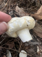 Lactarius pubescens