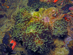 Fimbriaphyllia ancora