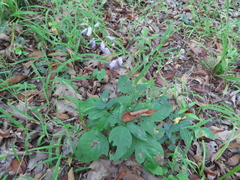Desmodium cuspidatum