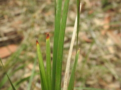 Lomandra multiflora