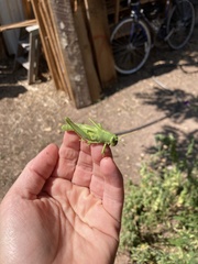 Schistocerca shoshone