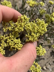 Eriogonum microtheca ambiguum