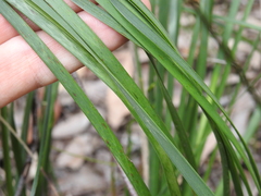 Lomandra multiflora