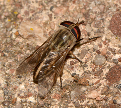 Tabanus lineola