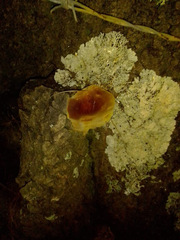 Fomitopsis schrenkii