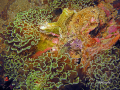 Fimbriaphyllia ancora