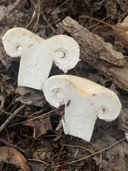 Lactarius pubescens