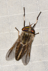Tabanus lineola