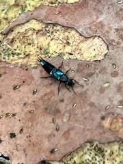 Philonthus caeruleipennis