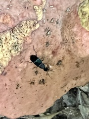 Philonthus caeruleipennis