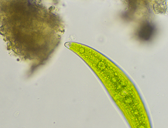 Closterium moniliferum