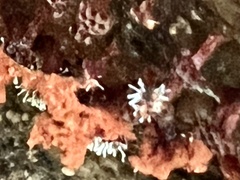 Polycephalomyces tomentosus