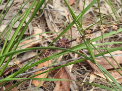 Lomandra multiflora