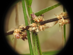 Lomandra multiflora