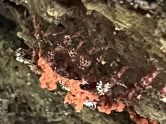 Polycephalomyces tomentosus