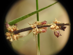 Lomandra multiflora