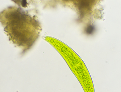 Closterium moniliferum