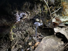 Entoloma