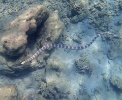 Hydrophis major
