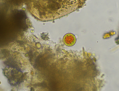 Haematococcus