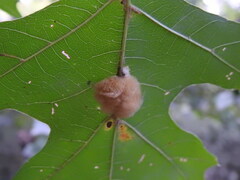 Callirhytis infuscata