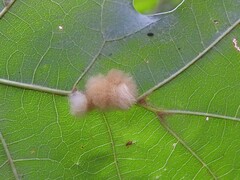 Callirhytis infuscata