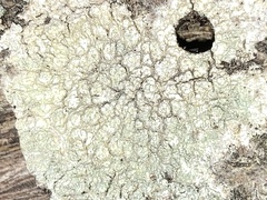Lecanora strobilina