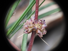 Lomandra multiflora