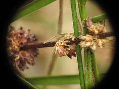 Lomandra multiflora