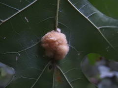 Callirhytis infuscata